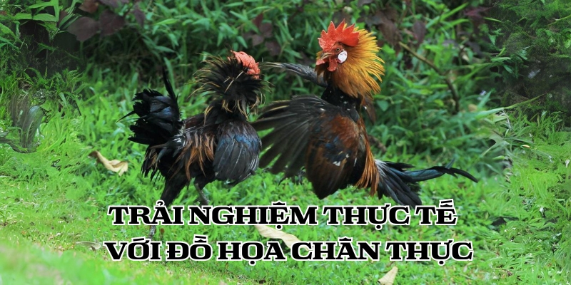 trai nghiem da ga bj88 thuc te voi do hoa chan thuc